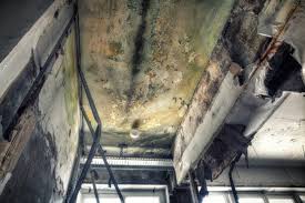 Best Real Estate Mold Inspection  in , IL